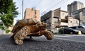 東京・月島の道を歩く亀のボンちゃん（2015年6月10日撮影）。(c)AFP/KAZUHIRO NOGI