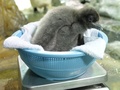 大阪の水族館「海遊館（Osaka Aquarium Kaiyukan）」で、体重測定中の10日に生まれたアデリーペンギンの赤ちゃん（2013年7月26日撮影）。(c)AFP/KAZUHIRO NOGI