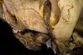 南仏アルデシュ（Ardeche）県のショーベ洞窟（Chauvet Cave）内に描かれた壁画（2014年6月13日撮影）。(c)AFP/JEFF PACHOUD
