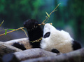 中国広東（Guangdong）省広州（Guangzhou）の動物園、長隆野生動物世界（Chimelong Safari Park）で、寝そべって餌のササを食べる生後6か月のジャイアントパンダ「隆隆（ロンロン、Long Long）」（2014年2月16日撮影）。(c)AFP