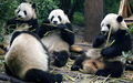 中国南西部の四川（Sichuan）省にある成都パンダ繁育研究基地（Chengdu Research Base of Giant Panda Breeding）で、笹を食べるパンダ（2007年8月9日撮影）。(c)AFP/LIU Jin
