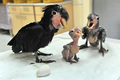 シンガポールの野鳥公園「ジュロン・バードパーク（Jurong Bird Park）」で公開されたヤシオウムのひな3羽と卵（2010年12月20日撮影）。(c)AFP/ROSLAN RAHMAN