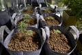 メキシコの首都メキシコ市の秘密の温室で医療目的用に栽培されている大麻草（2015年11月30日撮影）。(c)AFP/Yuri CORTEZ