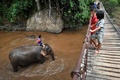 タイ北部チェンマイ県で、水浴びをするゾウの親子（2020年6月4日撮影）。(c)Lillian SUWANRUMPHA / AFP