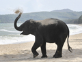 タイ・プーケット（Phuket）島の砂浜で遊ぶ3歳のゾウ「リリー（Lilly）」。プーケットでは2004年、スマトラ島沖地震で津波の被害を受けた際、ゾウが調教師と一緒に救助活動などに従事した（2009年7月20日撮影）。(c)AFP/ROMEO GACAD
