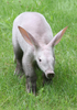 ドイツの首都ベルリン（Berlin）の動物園で、囲いの中を歩くツチブタの赤ちゃん（2010年7月30日撮影）。(c)AFP/STEPHANIE PILICK