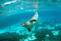 ハワイモンクアザラシ。米海洋大気庁提供（撮影日不明、資料写真）。(c)James Watt / NOAA / AFP)