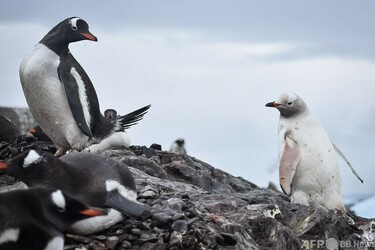 白いペンギン様 珍しい「真っ白」ペンギン 南極で観察 写真4枚 国際ニュース：AFPBB News