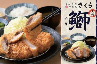 【とんかつ神楽坂さくら】天然ぶりを味わう、春待ちフライ。脂のり豊かな九州産の旨みを衣で閉じ込めた「天然ぶりのフライ」が期間限定で登場。