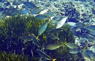 魚の小型化、個体数と漁獲量に大きく影響 研究