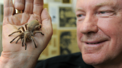 オーストラリアのスパイダーマン、有毒グモ数百匹と｢同居｣に挑戦