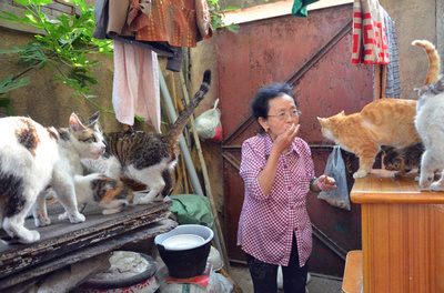 高齢の女性が27年で600匹の野良猫を養う 中国・山東省