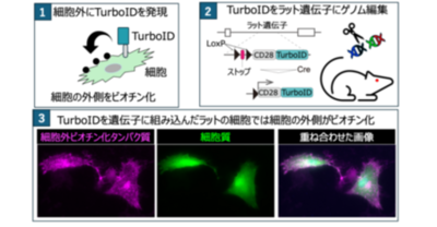In vivo細胞外表面ビオチン標識技術を開発