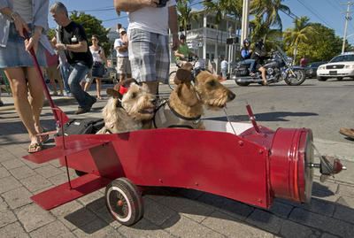 「カメ」や「バス」に変身！ダックスフント200匹が大行進 米国