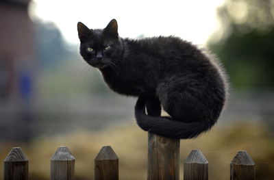 ドイツ西部、動物250匹を保護する農場