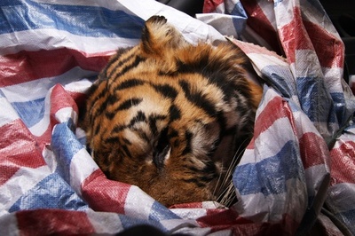 車からシベリアトラの死骸 密輸目的か 中国