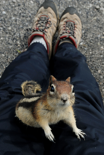 人なつっこいシマリス、米イエローストーン国立公園