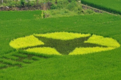 水田に現れた共産党の旗、感謝の意を表す 中国