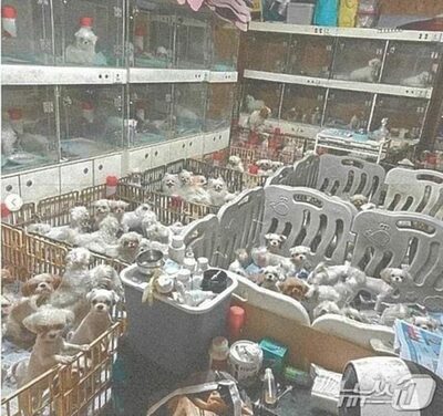 「生きたまま腹を裂いた」韓国・地獄の犬繁殖場に実刑判決…闇深き「ブリーディング」投資
