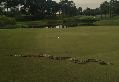 ゴルフ男子ツアー、巨大ニシキヘビが「飛び入り」 マレーシア