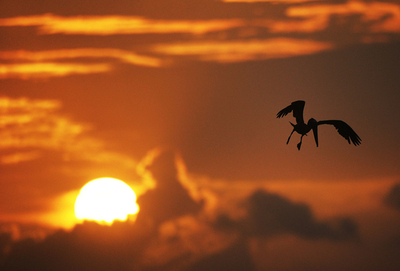 獲物を狙う夕暮れのペリカン、アンティグア島