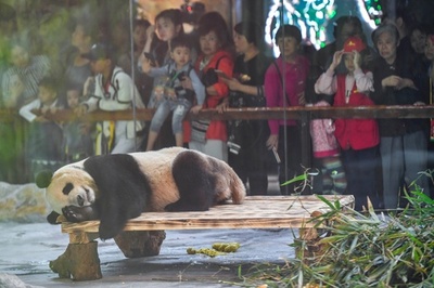熱帯の動物園に初のジャイアントパンダ 海南省