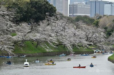桜の「はかなさ」満喫 東京都内で満開