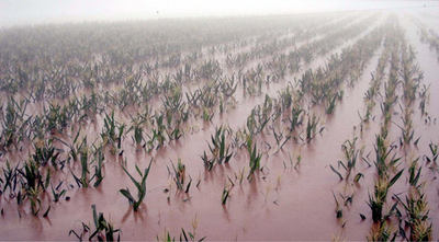 米国、北朝鮮への大規模食糧支援を検討中