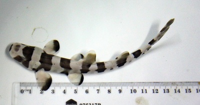 人工授精サメのふ化に成功、豪で初