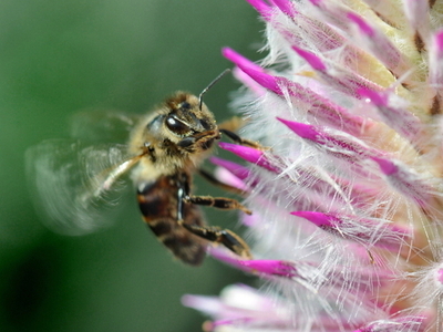 ハチ激減、未来の食料事情に影響も 国連が警告