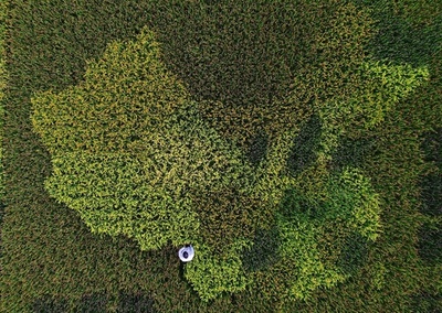 食品ロス削減に動く中国、実は「食料危機」に直面？