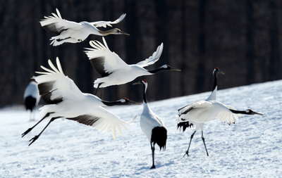タンチョウの求愛ダンス、北海道の雪原で
