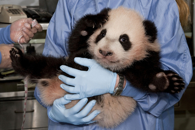 サンディエゴ動物園の赤ちゃんパンダ、ますます活発に