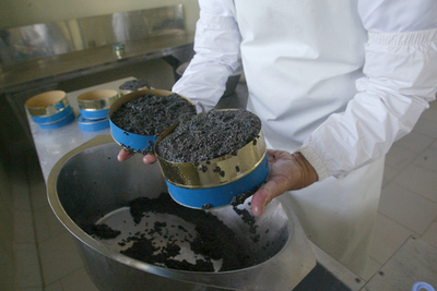 カスピ海産キャビアの輸出、1年ぶりに解禁 - スイス