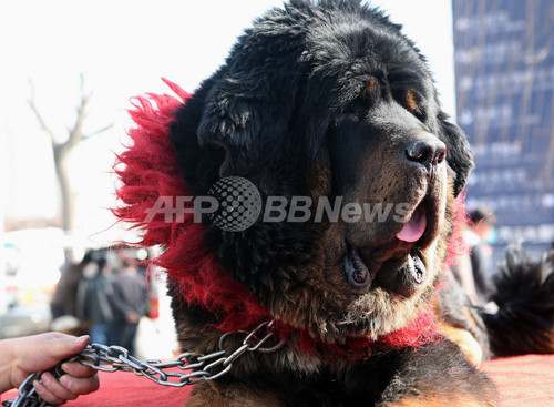 中国でドッグショー開催 チベット原産大型犬が活躍 写真6枚 ファッション ニュースならmode Press Powered By Afpbb News