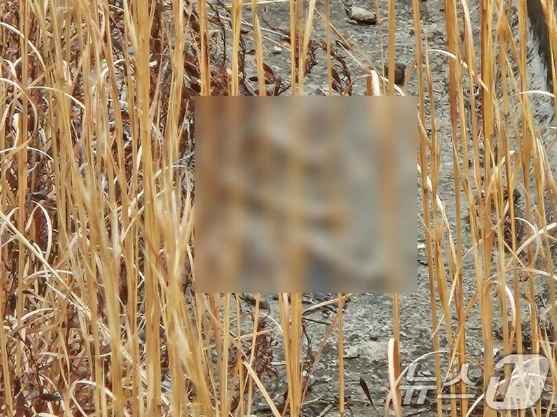 全羅南道・務安国際空港の滑走路付近を巡回していた遺族が発見した遺骨とみられるもの＝遺族協議会提供(c)news1