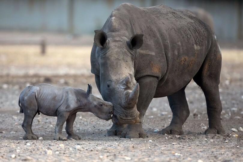 甘えん坊のシロサイの赤ちゃん、イスラエル