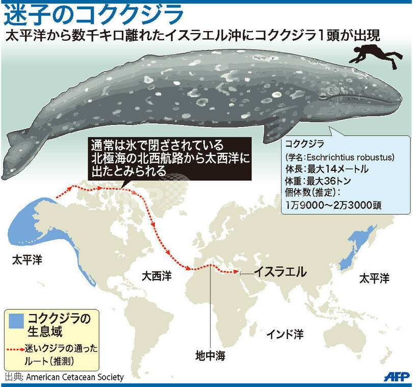 図解 イスラエル沖の迷いクジラはどこから 写真1枚 国際ニュース Afpbb News