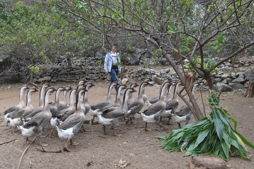 受注飼育の導入で農村を活性化 広西チワン族自治区 写真4枚 国際ニュース：AFPBB News