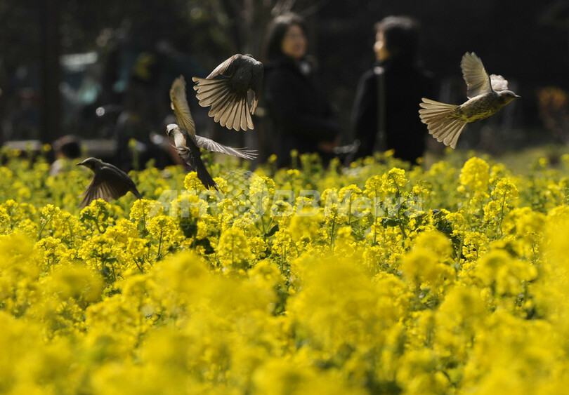 一面の菜の花、浜離宮恩賜庭園