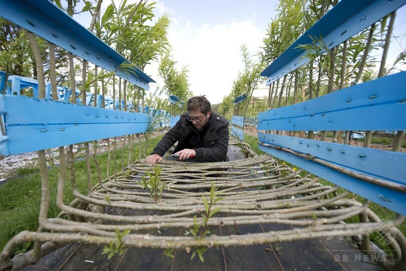 椅子が生える？ 家具を「育てる」英国人アーティスト