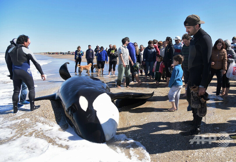 海岸に打ち上げられたシャチを救助 6頭が海に帰る アルゼンチン 写真9枚 国際ニュース Afpbb News