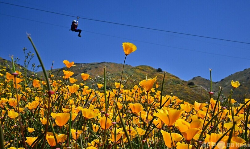 【今日の1枚】一面の花畑でジップライン 米カリフォルニア