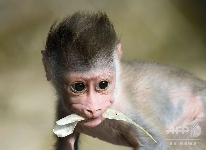 よちよち歩きのドリルの赤ちゃんお目見え 独動物園 写真9枚 国際ニュース Afpbb News