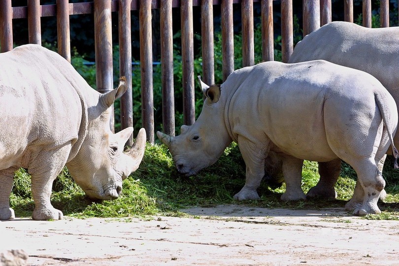 絶滅危惧種キタシロサイの雄が自然死、残り6頭に 絶滅危惧種キタシロサイの雄が自然死、残り6頭に