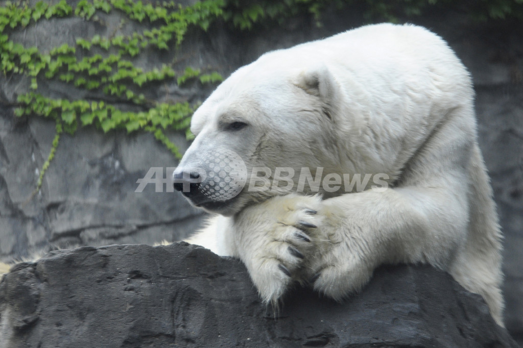 ホッキョクグマを安楽死、甲状腺部に腫瘍 米NYの動物園 ホッキョクグマを安楽死、甲状腺部に腫瘍 米NYの動物園