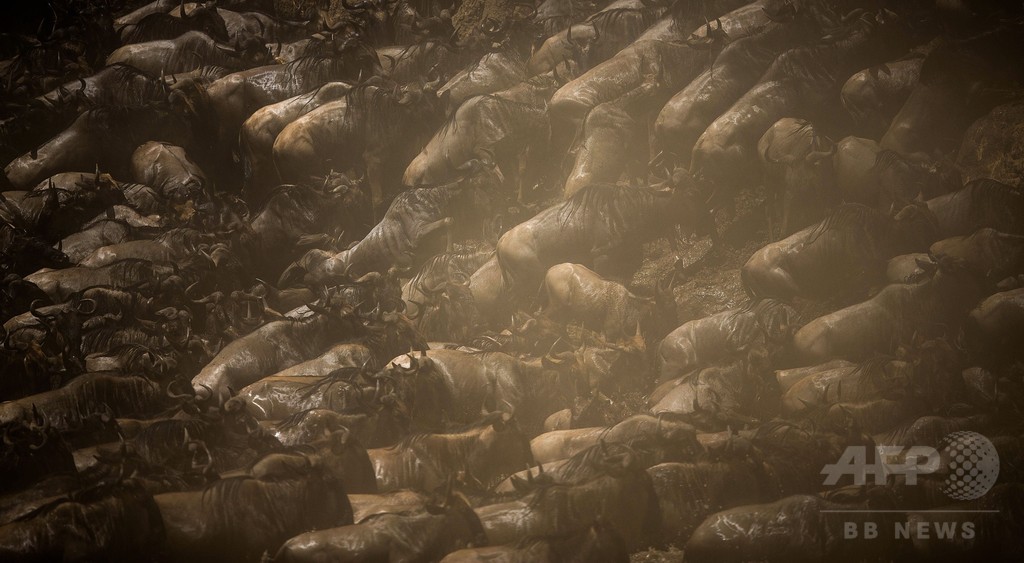 これぞ大自然の驚異 ヌーの大群が大移動 ケニア 写真6枚 国際ニュース Afpbb News
