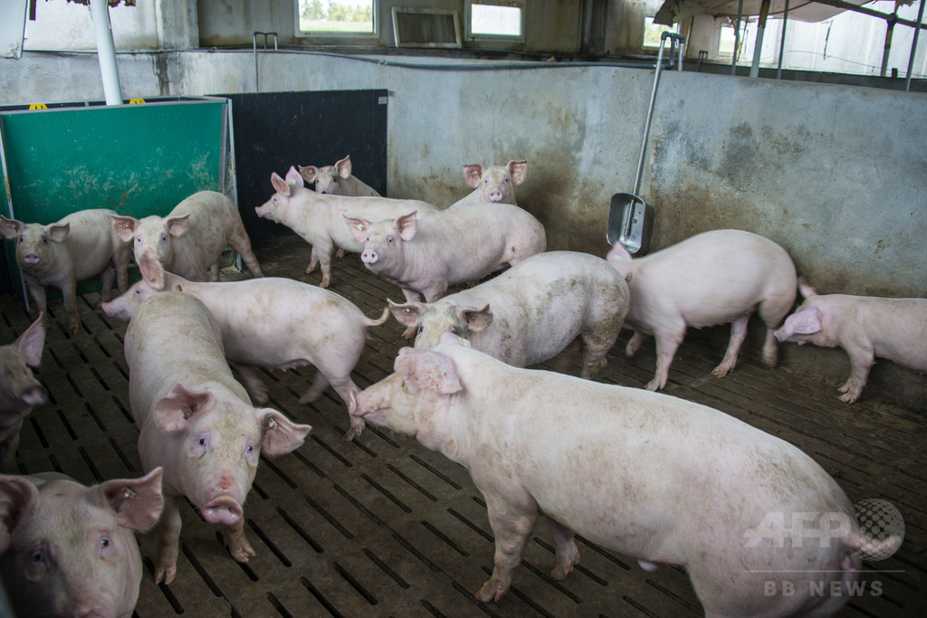 首切断したブタの脳、36時間生かすことに成功 倫理的問題も 首切断したブタの脳、36時間生かすことに成功 倫理的問題も