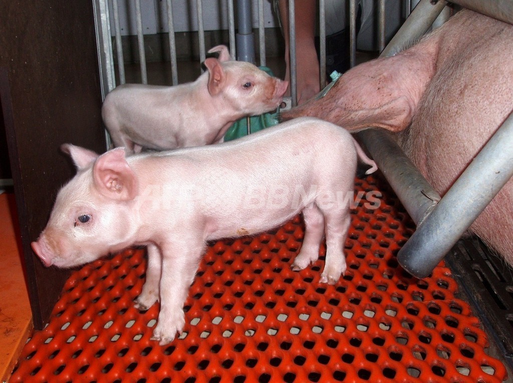 クローン牛・豚は「食べても安全」、食品安全委の作業部会 クローン牛・豚は「食べても安全」、食品安全委の作業部会