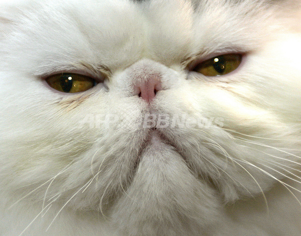 スーツケースから子猫、米テキサス スーツケースから子猫、米テキサス